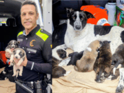 Rescat d’una gossa i els seus nou cadells al Poblenou després d’una intervenció policial
