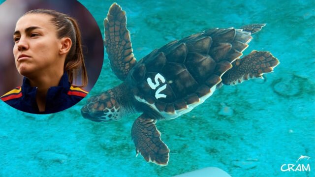 Patri Guijarro ha retornat al mar la Crush, la seva tortuga apadrinada, en una platja del Prat de Llobregat